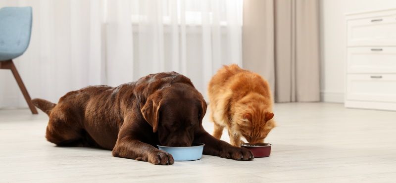 Как правильно читать упаковку корма для собаки или кошки