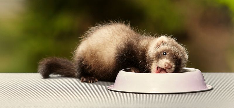 Хорьки: особенности содержания и уход