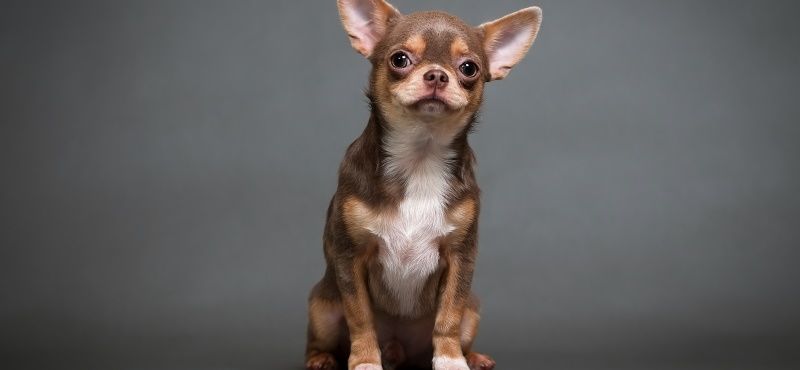 Чихуахуа - порода собак Чихуахуа - порода собак