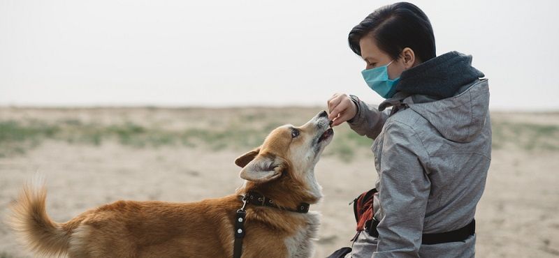 Как выгуливать собак во время карантина