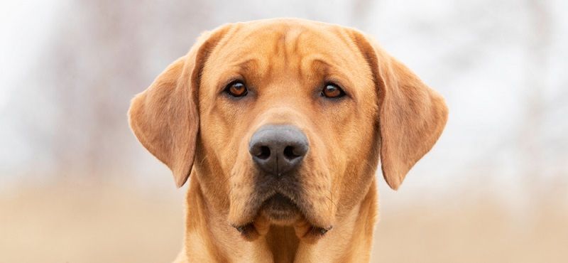 Брохольмер - порода собак