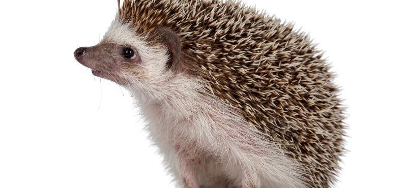 Ёж: как содержать дома