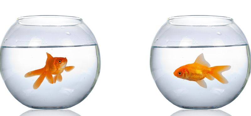 Оформление домашнего аквариума: правила, элементы, стили