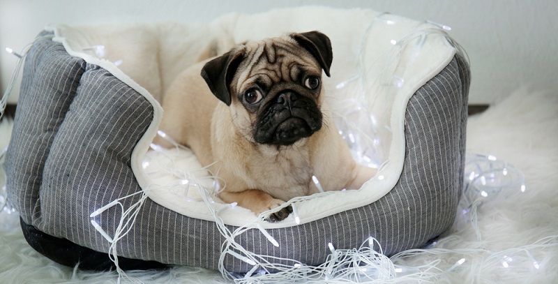 Выбираем лежанку для собаки