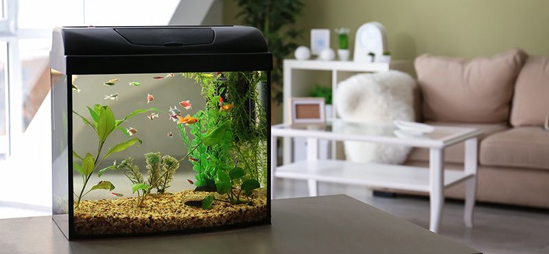 Как правильно подобрать аквариумный грунт