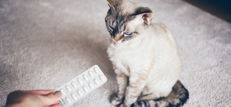 Домашняя аптечка для питомца