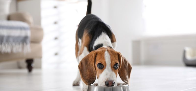 Классификация кормов для собак