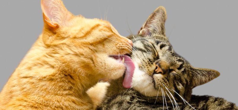 Как содержать несколько кошек вместе в одной квартире