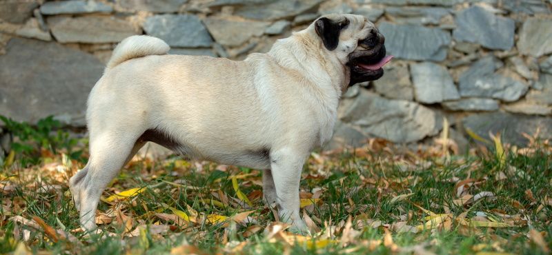 Мопс: особенности породы, характер, содержание