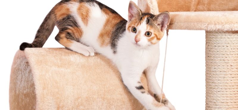 Сизаль или джут: что лучше для когтеточки