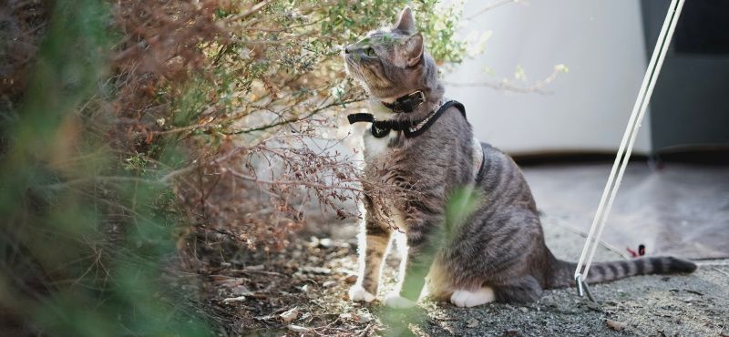 Как пойти в поход с кошкой