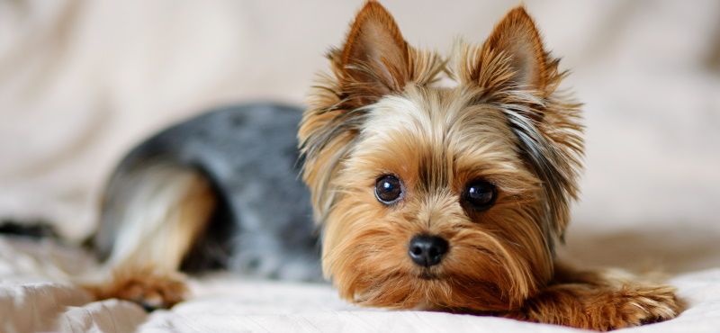 Топ пород собак для квартиры