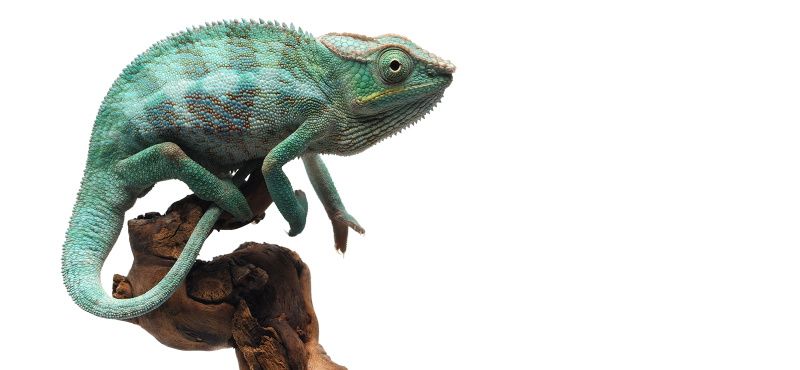 Как содержать хамелеона в домашних условиях