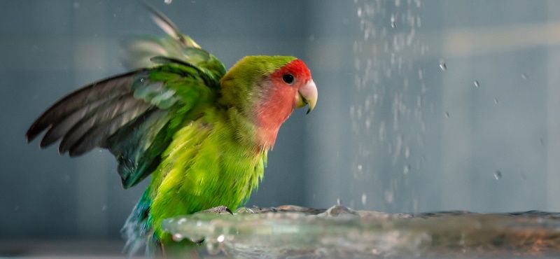 Как купать попугая