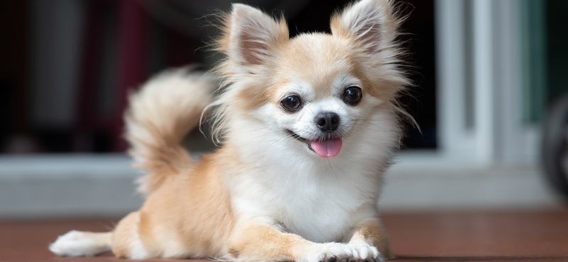 Топ пород собак для квартиры