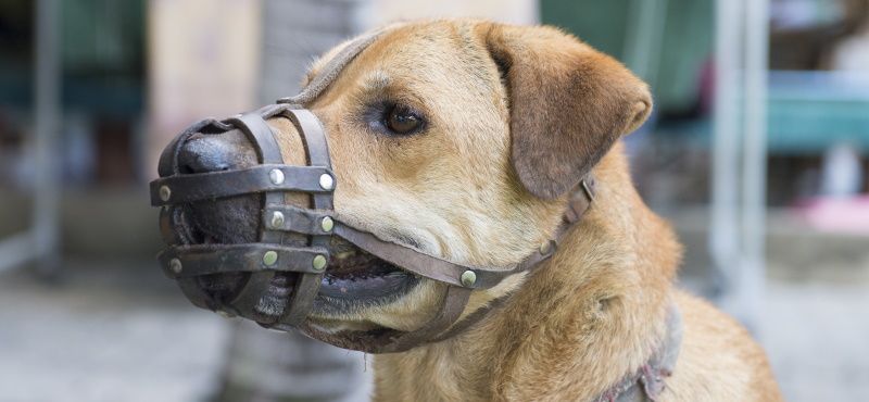 Как правильно перевозить питомцев в общественном транспорте