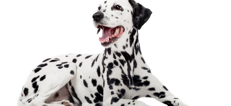 Далматин - порода собак