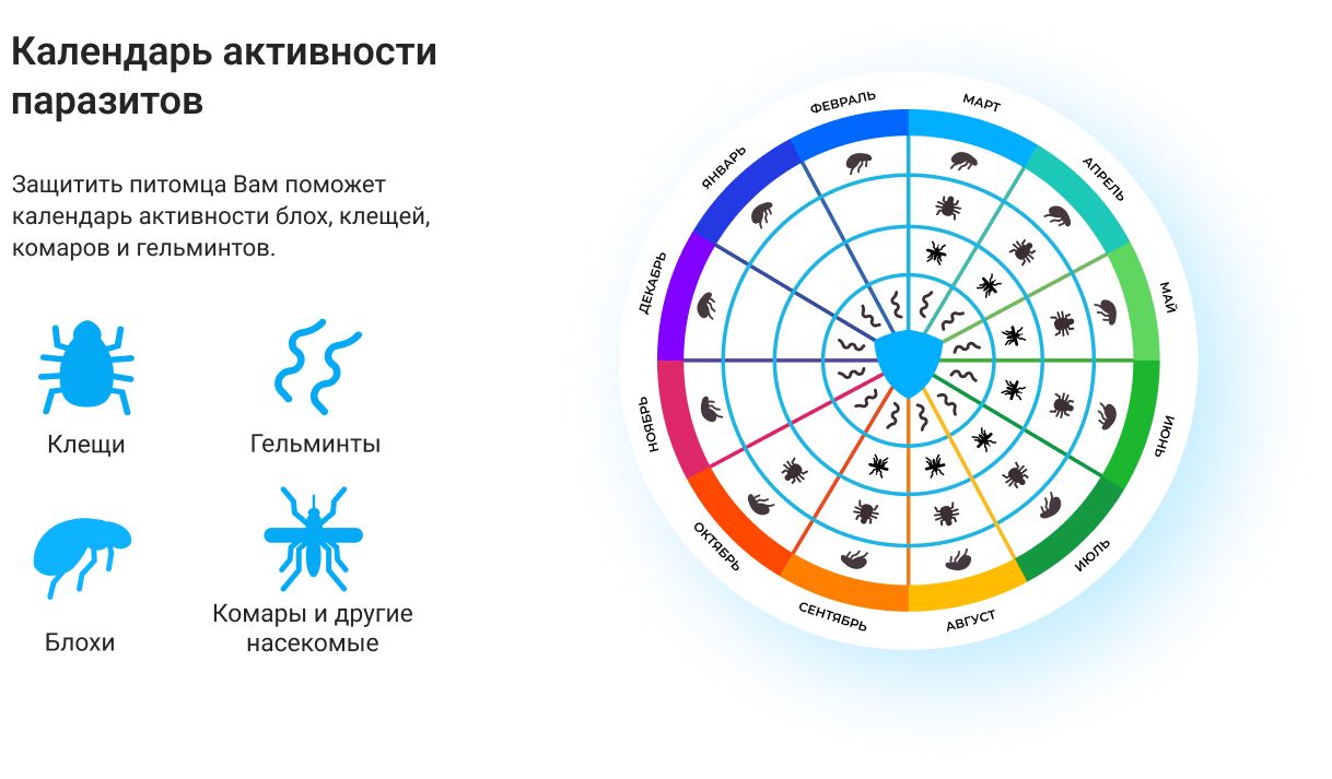 Гельминты у кошек и собак