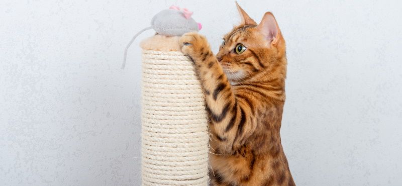Сизаль или джут: что лучше для когтеточки