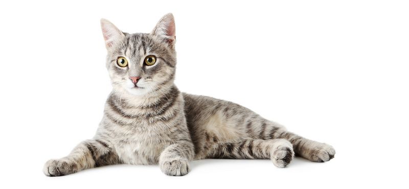 РосКОШная жизнь или вещи первой необходимости для кошки