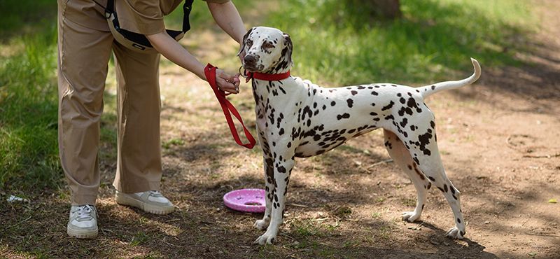 Возвращение домой с дачи и из отпуска