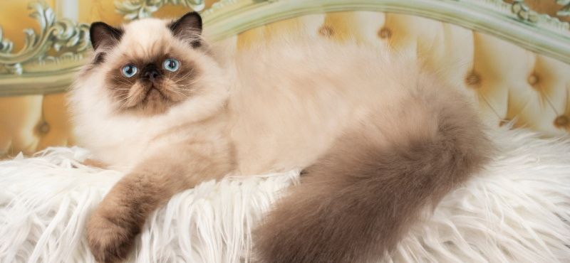 Персидская кошка: характер и описание породы