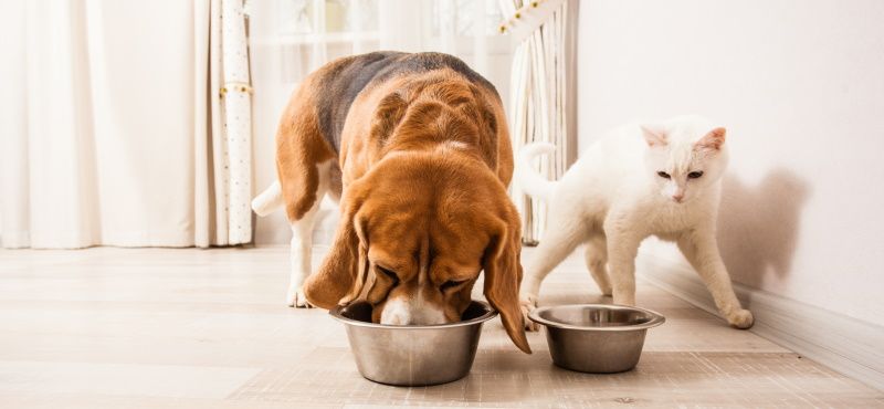 Как правильно читать упаковку корма для собаки или кошки