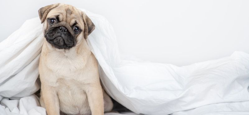 Топ пород собак для квартиры