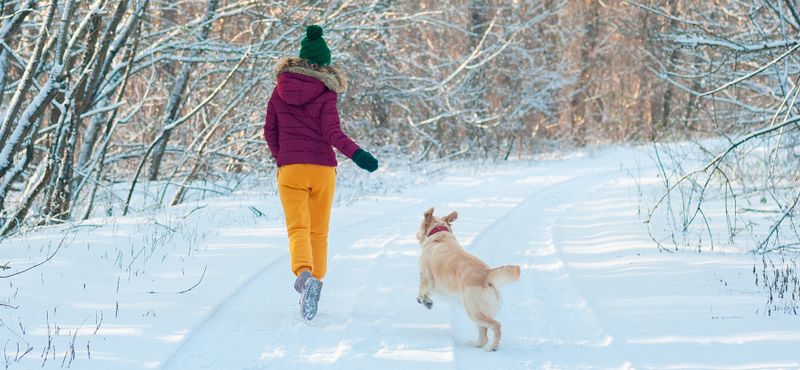 Идеи совместных игр с питомцем Идеи совместных игр с питомцем
