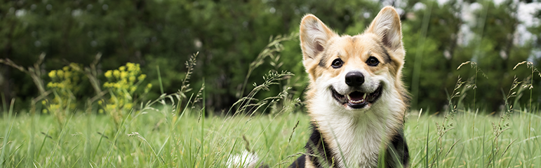 Как спасти питомца от жары?