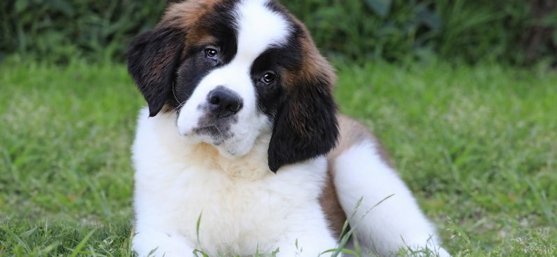 Сенбернар: особенности ухода, характер, содержание