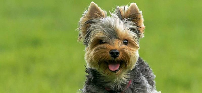 Йоркширский терьер