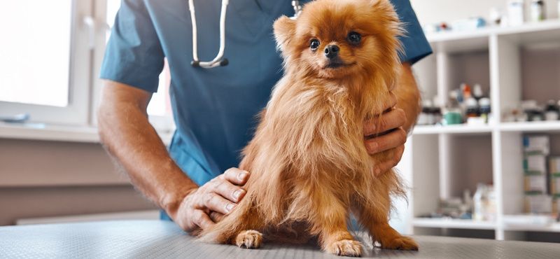 Альтернативы «Бравекто»