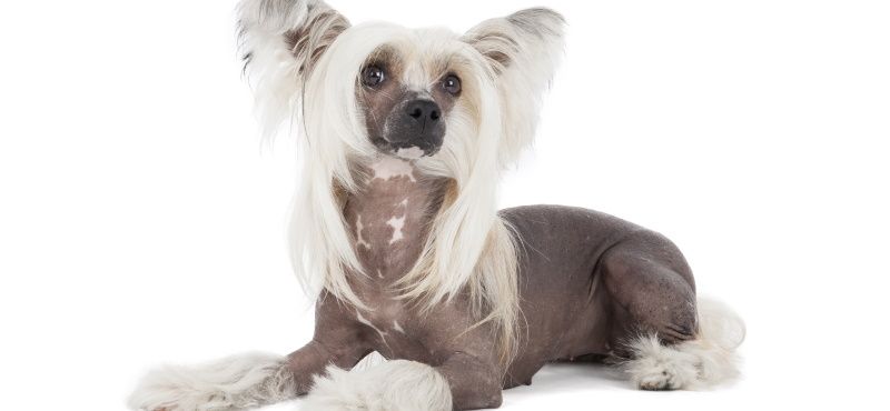 Одежда для китайской хохлатой собаки - что выбрать