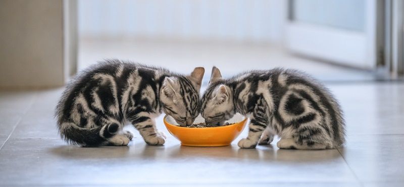 Завели котенка? Подборка необходимых товаров для нового члена семьи!