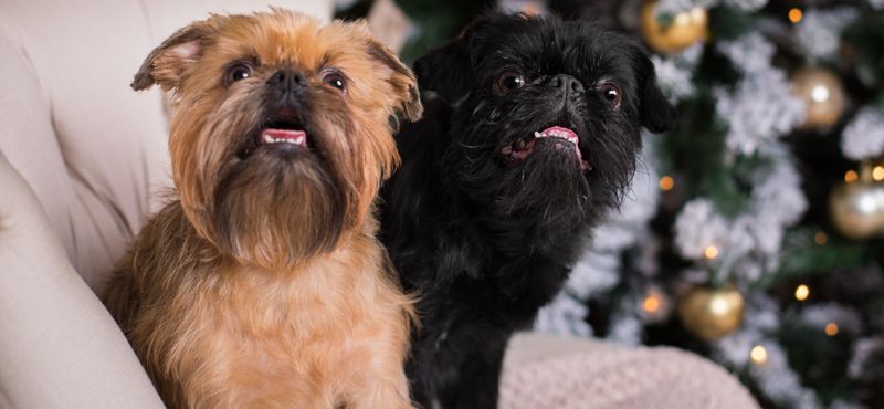 Брюссельский гриффон - порода собак