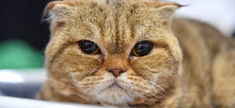 Лучшие породы кошек для детей