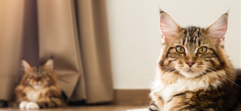 Мейн-кун – порода кошек