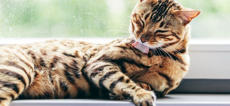 Вредно ли, что кошки едят свою шерсть