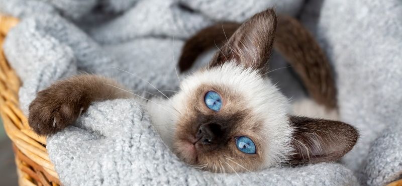 Сиамская кошка: характер, описание породы, содержание