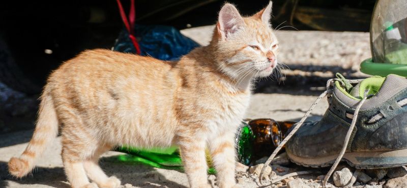 Как пойти в поход с кошкой