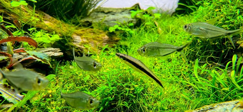 Сиамский водорослеед Сиамский водорослеед