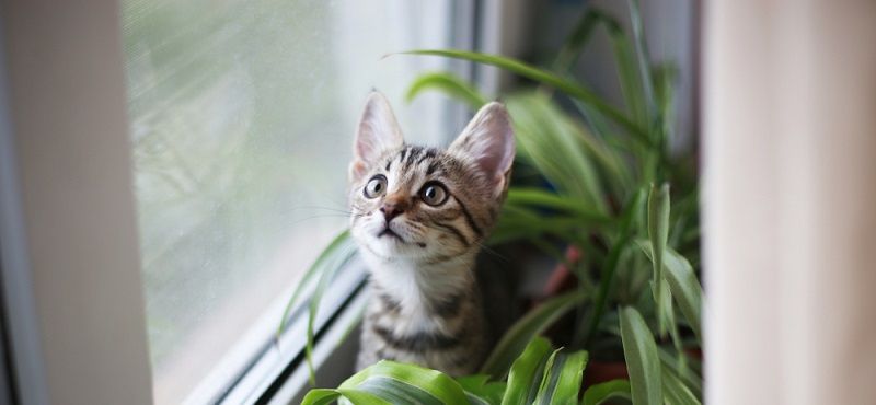 Растения для кошек: какие растения опасны для кошек и как защитить комнатные цветы
