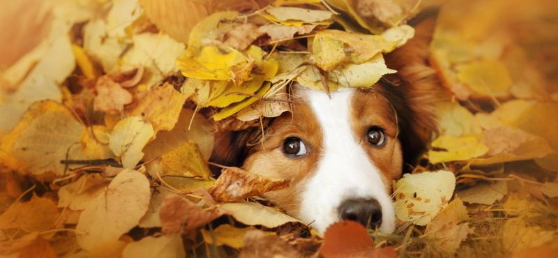 Как выбрать корм для собаки