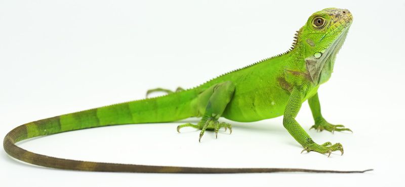 Игуана: содержание и уход в домашних условиях