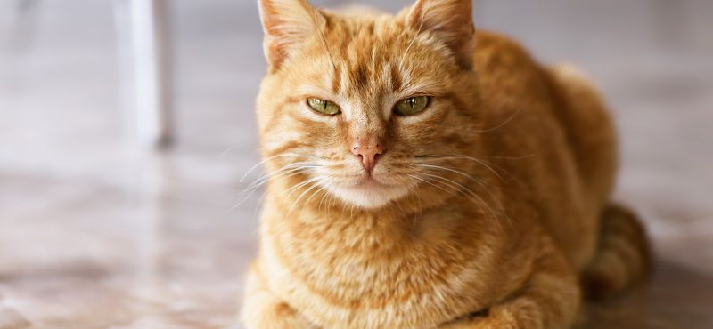 Самые знаменитые кошки мирового кинематографа Самые знаменитые кошки мирового кинематографа