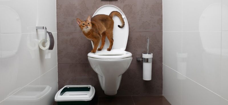 Как приучить кошку к унитазу