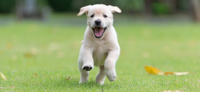 Как правильно воспитывать щенка? Как правильно воспитывать щенка?