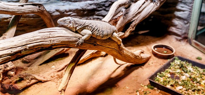Особенности обустройства террариумов для ящериц