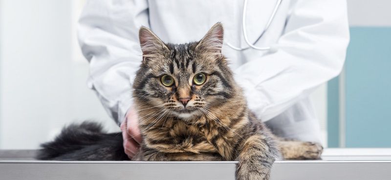 Заболевания желудочно-кишечного тракта у собак и кошек